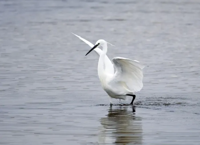 Framed Print : Little Egret Egretta garzetta Snettisham RSPB Reserve North Norfolk September Framed Print : Little Egret Egretta garzetta Snettisham RSPB Reserve North Norfolk September