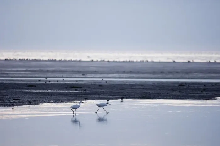 Framed Print : Little Egrets Egretta garzetta feeding along channel on the Wash at Snettisham Norfolk