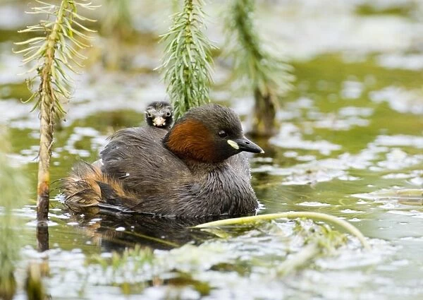 Little Grebe with chick on back North Norfolk summer