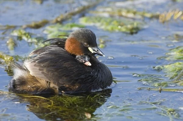 Little Grebe Tachybaptus ruficollis carrying chick Cley Norfolk august