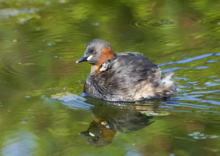 Framed Print : Little Grebe Tachybaptus ruficollis carrying chick Cley Norfolk august Framed Print : Little Grebe Tachybaptus ruficollis carrying chick Cley Norfolk august