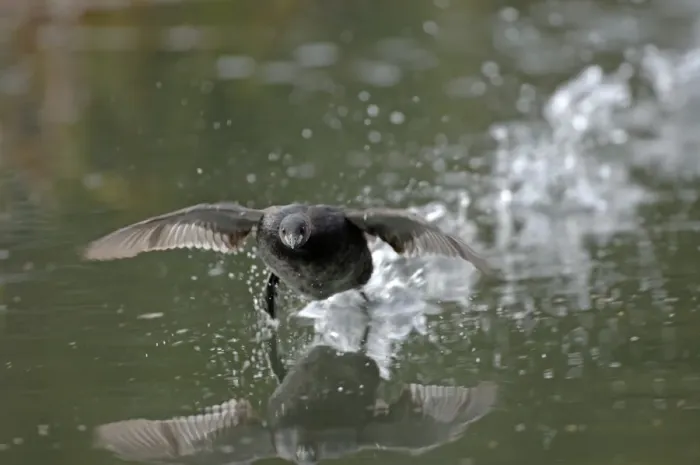Framed Print : Little Grebe Tachybaptus ruficollis taking off UK spring