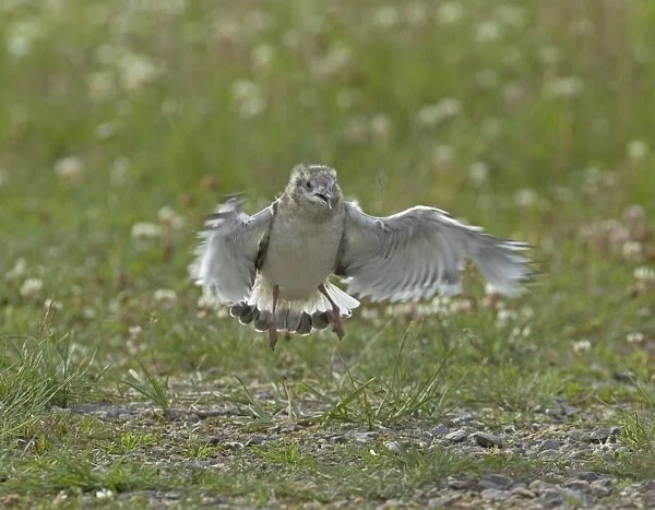 Little Gull, Larus minutus, juvenile practising flying at colony, Finland, July