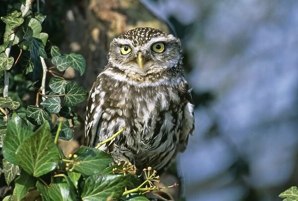 Little Owl, Athene noctua, Sussex, UK