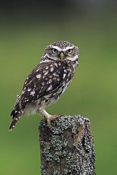 Little Owl, Athene noctua, UK