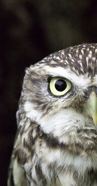 Little Owl Athene noctua UK