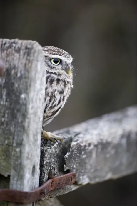 Framed Print : Little Owl Athene noctua UK winter Framed Print : Little Owl Athene noctua UK winter