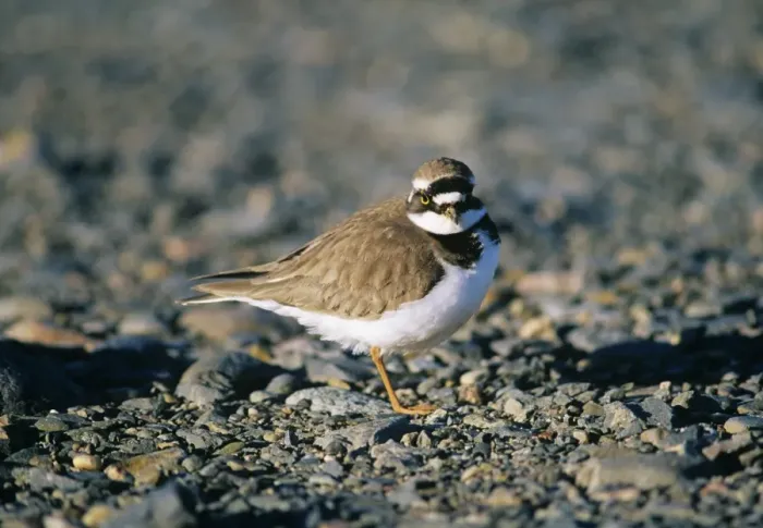 Framed Print : Little-ringed Plover Kent spring UK Framed Print : Little-ringed Plover Kent spring UK