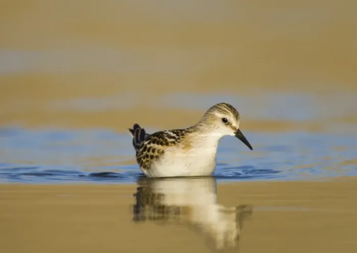 Framed Print : Little Stint Calidris minuta juvenile Norfolk September Framed Print : Little Stint Calidris minuta juvenile Norfolk September