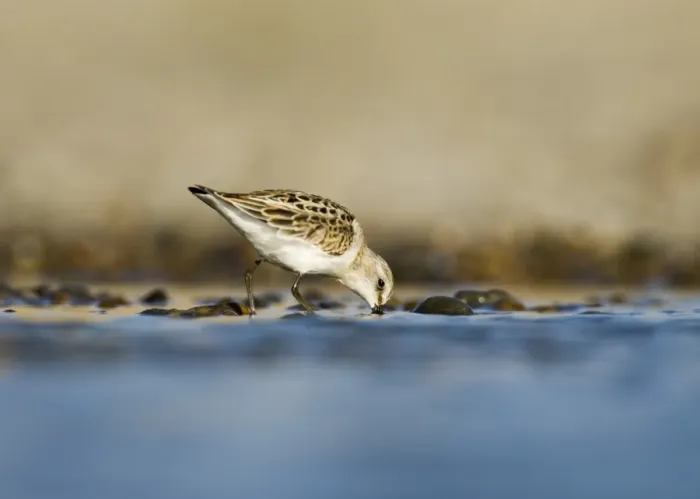 Framed Print : Little Stint Calidris minuta juvenile Salthouse North Norfolk September Framed Print : Little Stint Calidris minuta juvenile Salthouse North Norfolk September