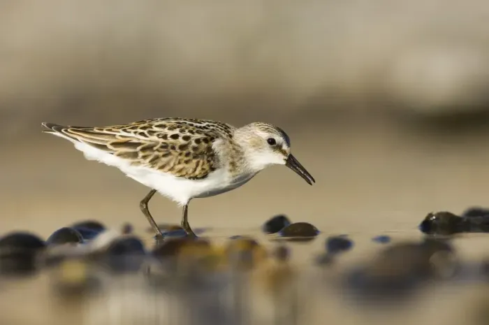 Framed Print : Little Stint Calidris minuta juvenile Salthouse North Norfolk September