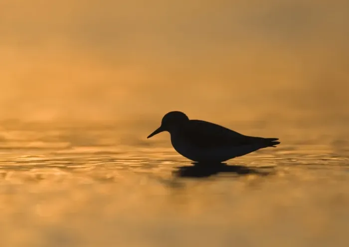 Framed Print : Little Stint Calidris minuta juvenile silhouetted at dusk Norfolk September Framed Print : Little Stint Calidris minuta juvenile silhouetted at dusk Norfolk September