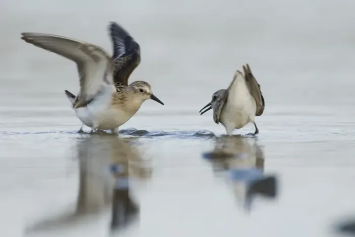 Framed Print : Little Stints Calidris minuta juveniles squabbling Salthouse North Norfolk September Framed Print : Little Stints Calidris minuta juveniles squabbling Salthouse North Norfolk September