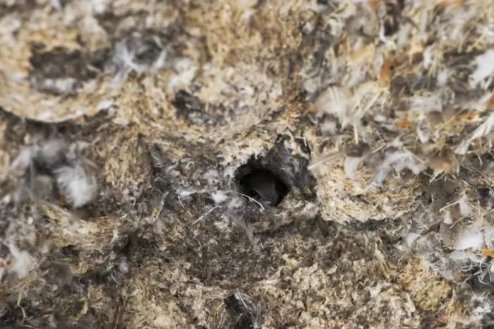Framed Print : Little Swift Apus affinis nests under building arch Masai Mara Kenya Framed Print : Little Swift Apus affinis nests under building arch Masai Mara Kenya