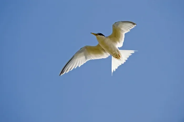 Framed Print : Little Tern Sterna albifrons Minsmere RSPB Reserve Suffolk June Framed Print : Little Tern Sterna albifrons Minsmere RSPB Reserve Suffolk June