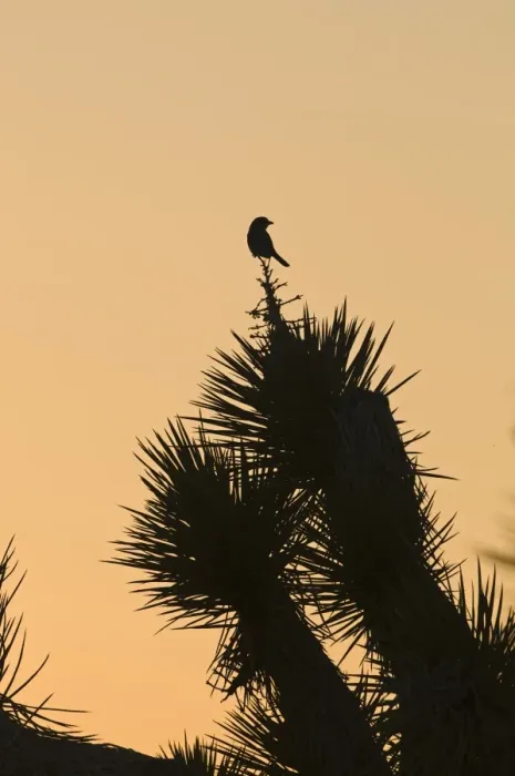 Framed Print : Loggerhead Shrike Lanius ludovicianus Joshua Tree California April Framed Print : Loggerhead Shrike Lanius ludovicianus Joshua Tree California April