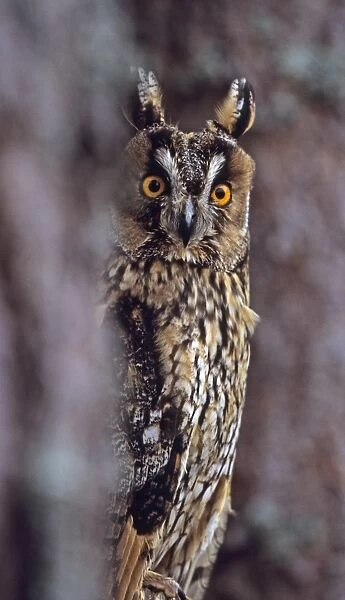 Long-eared Owl Asio otus peering from round tree Scotland spring