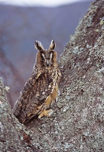 Long-eared Owl, Asio otus, Scotland, winter