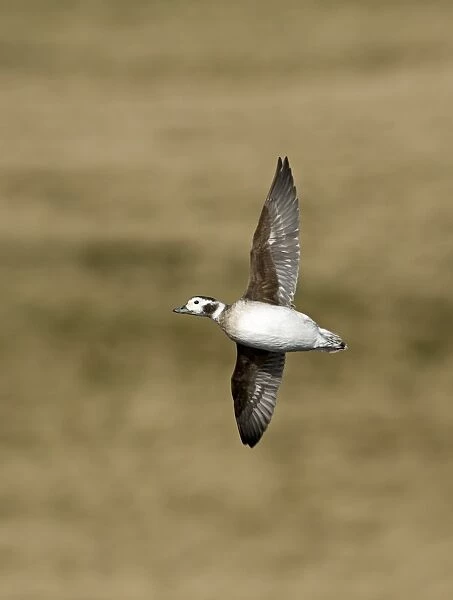 Long-tailed Duck Clangula hyemalis female in April Shetland