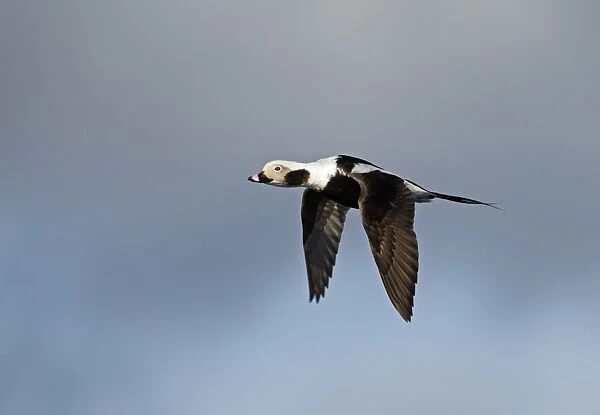 Long-tailed Duck Clangula hyemalis male in April Shetland