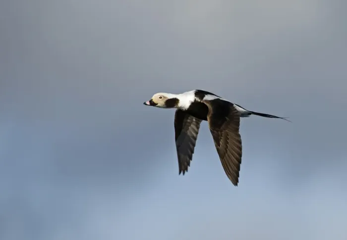 Framed Print : Long-tailed Duck Clangula hyemalis male in April Shetland Framed Print : Long-tailed Duck Clangula hyemalis male in April Shetland