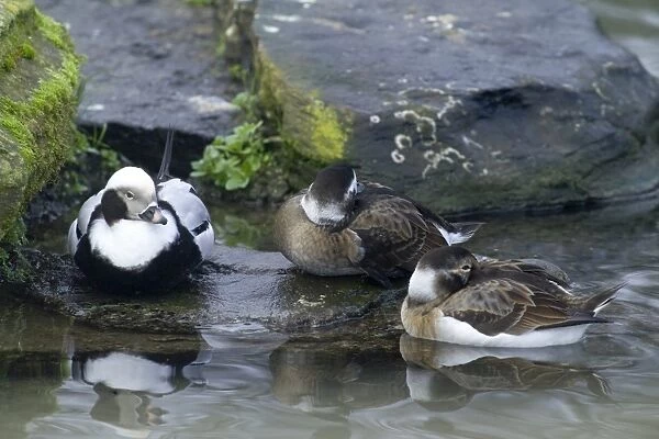 Long-tailed Duck Clangula hyemalis male and females winter