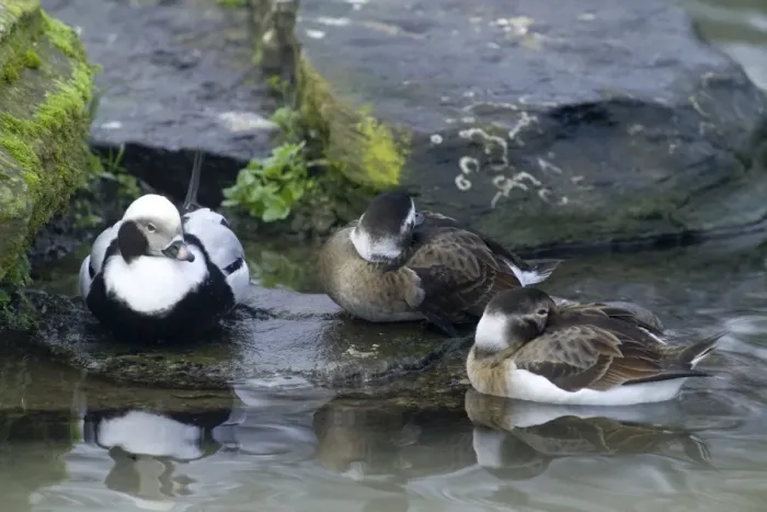 Framed Print : Long-tailed Duck Clangula hyemalis male and females winter Framed Print : Long-tailed Duck Clangula hyemalis male and females winter