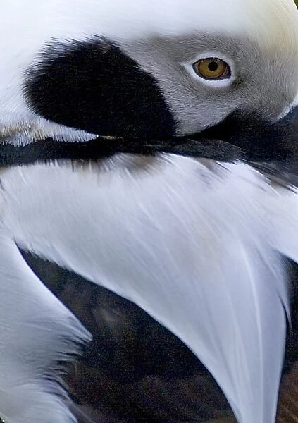 Long-tailed Duck Clangula hyemalis male winter Norway