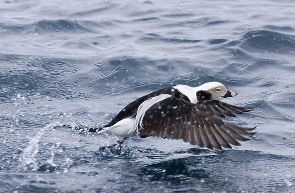 Long-tailed Duck Clangula hyemalis male in winter taking off Norway