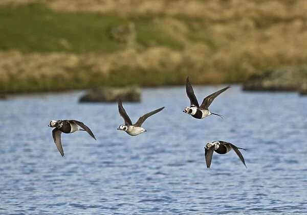 Long-tailed Duck Clangula hyemalis moulting flock in April Shetland