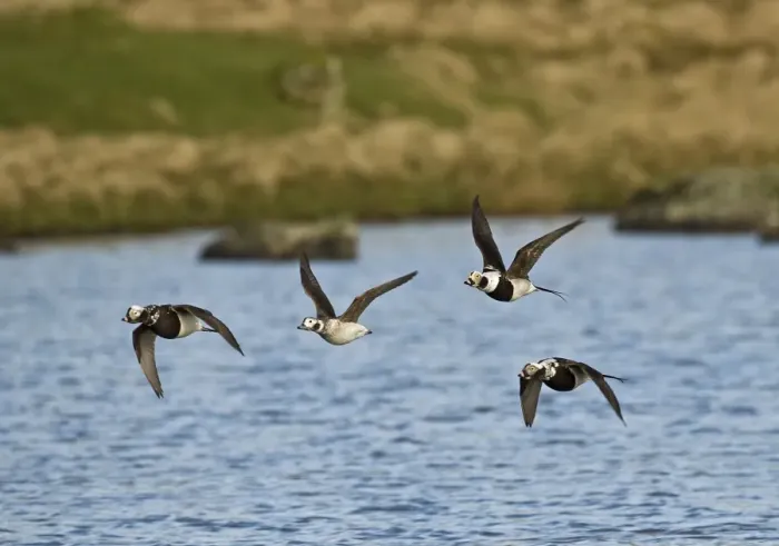 Framed Print : Long-tailed Duck Clangula hyemalis moulting flock in April Shetland Framed Print : Long-tailed Duck Clangula hyemalis moulting flock in April Shetland