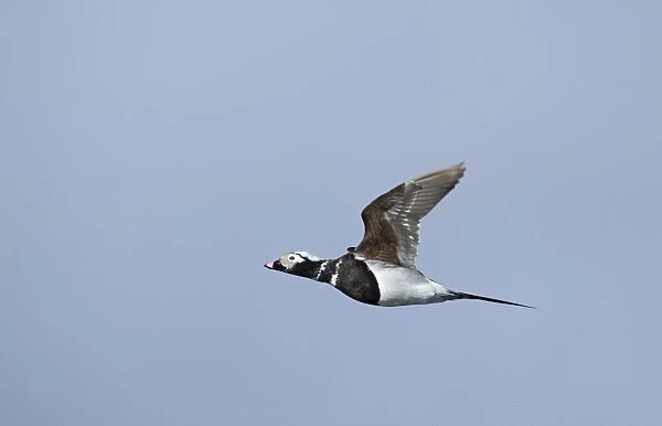 Long-tailed Duck Clangula hyemalis moulting male in April Shetland