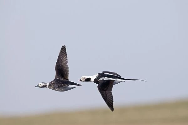 Long-tailed Ducks Clangula hyemalis pair Shetland April