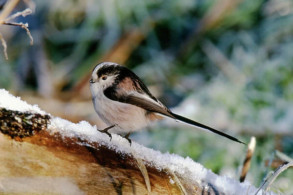 Long-tailed Tit, Aegithalos caudata, in winter, UK