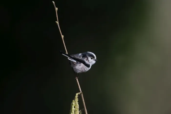 Framed Print : Long-tailed Tit Aegithalos caudatus Norfolk spring Framed Print : Long-tailed Tit Aegithalos caudatus Norfolk spring