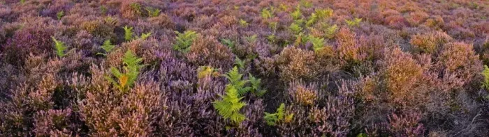 Framed Print : Lowland heath on Minsmere RSPB Reserve within the Suffolk Sandlings Suffolk in august