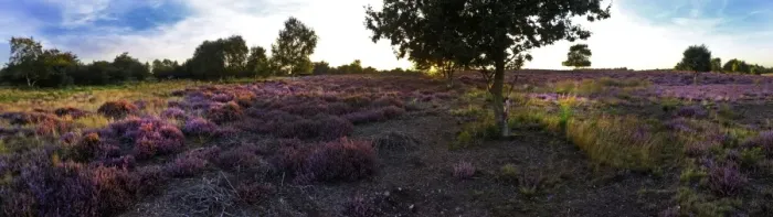Framed Print : Lowland heath on Minsmere RSPB Reserve within the Suffolk Sandlings Suffolk in august Framed Print : Lowland heath on Minsmere RSPB Reserve within the Suffolk Sandlings Suffolk in august