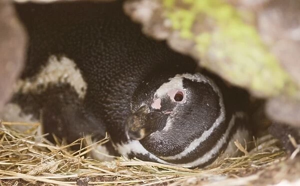 Magellanic Penguin Spheniscus magellanicus incubating in nest burrow Sea Lion Island