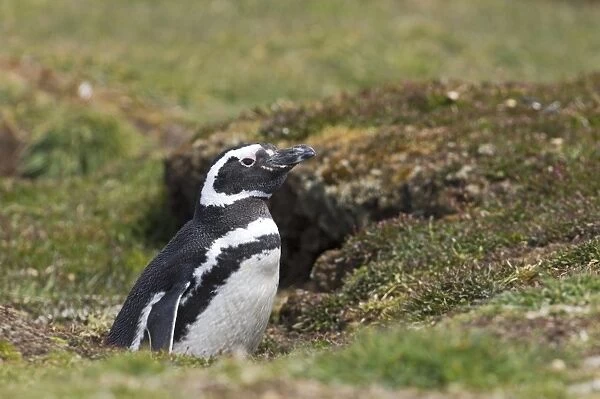 Magellanic Penguin Spheniscus magellanicus at nest burrow Sea Lion Island Falklands