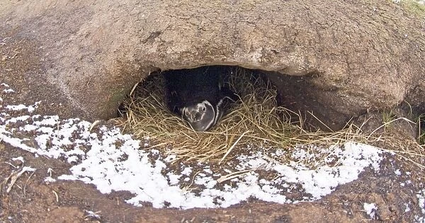 Magellanic Penguin Spheniscus magellanicus in nest burrow Sea Lion Island Falklands
