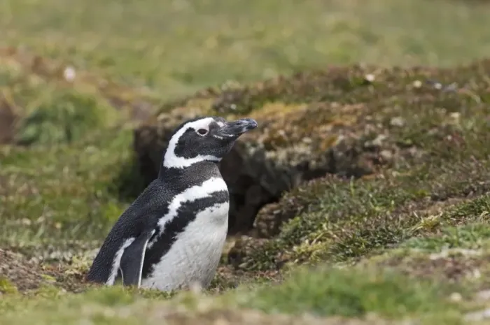 Framed Print : Magellanic Penguin Spheniscus magellanicus at nest burrow Sea Lion Island Falklands Framed Print : Magellanic Penguin Spheniscus magellanicus at nest burrow Sea Lion Island Falklands
