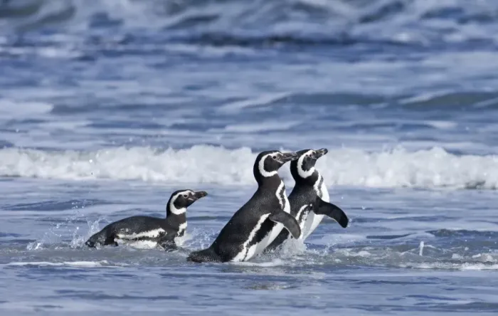 Framed Print : Magellanic Penguins Spheniscus magellanicus entering the sea Sea Lion Island Falklands Framed Print : Magellanic Penguins Spheniscus magellanicus entering the sea Sea Lion Island Falklands
