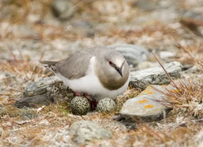 Framed Print : Magellanic Plover Pluvianellus socialis at nest with eggs Tierra del Fuego Chile November NOTE
