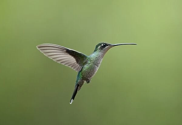 Magnificent Hummingbird Eugenes fulgens female Savegre Costa Rica