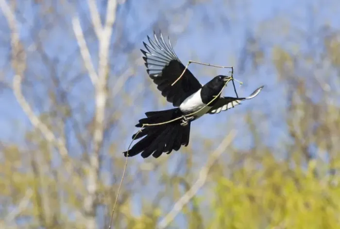 Framed Print : Magpie Pica pica carrying nest material Kent spring Framed Print : Magpie Pica pica carrying nest material Kent spring