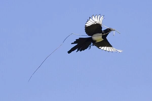 Magpie Pica pica carrying nest material UK spring