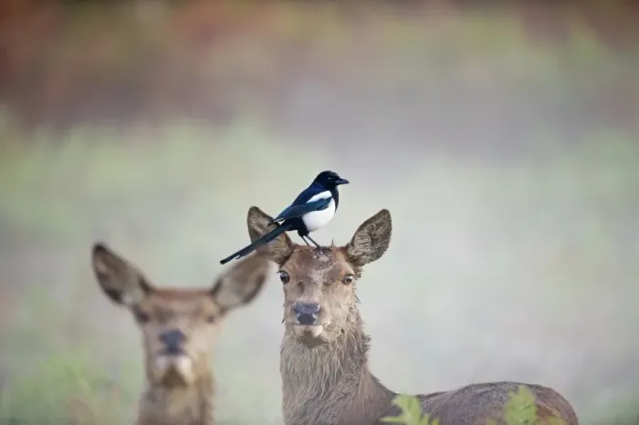 Framed Print : Magpie Pica pica feeding on tics on Red Deer hind Rivhmond Park London autumn Framed Print : Magpie Pica pica feeding on tics on Red Deer hind Rivhmond Park London autumn