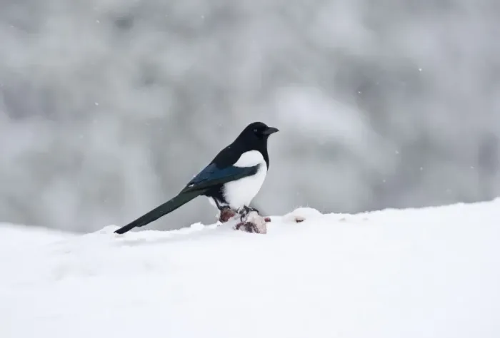Framed Print : Magpie Pica pica winter Finland Framed Print : Magpie Pica pica winter Finland