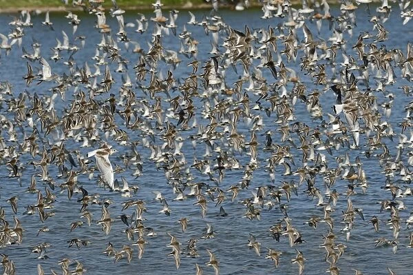 Mainly Dunlin Calidris alpina but also Redshank, Black-headed Gulls and Knot arriving