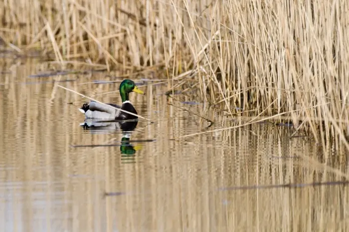 Framed Print : Mallard Anas platyrhynchos male in dyke Cley Norfolk winter Framed Print : Mallard Anas platyrhynchos male in dyke Cley Norfolk winter